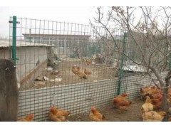 养殖护栏网图1