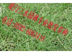 全国高速公路边坡复绿草种批发18059234027图2