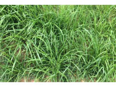 边坡草籽花籽CF网镀锌网保水剂粘合剂草种绿化材料批发图2