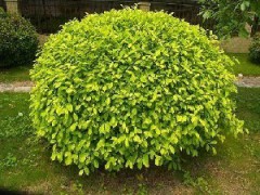 黄榕球生产厂家_黄榕球优质小苗_黄榕球工程专用图1