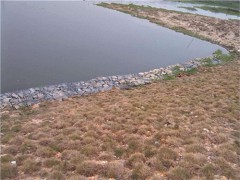 延边绿滨垫厂家-绿滨垫土壤加固图1