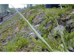 绿格网绿滨垫—生态格网绿滨垫绿化河岸图3