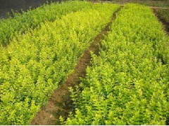 银川造林小苗，青枫，红枫，红叶石楠，紫薇，桂花，茶花图1