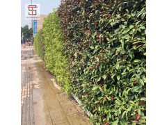 城市建设，用三田绿植围挡更安全！图3