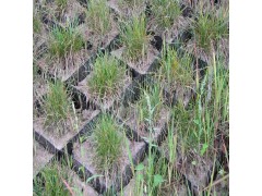 黑色hdpe固堤植草蜂巢土工格室|植草护坡绿化土工格室图2