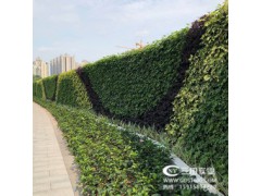 三田绿植围挡让城市更添绿意图1