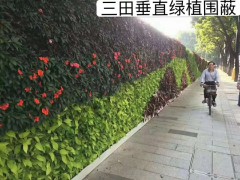 绿植围挡为城市增添活力图1