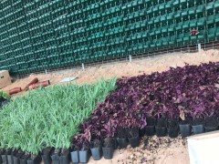 绿植围挡新颖设计迎合市场需求图2