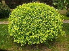 黄榕球现货_黄榕球灌木_黄榕球观赏的价值图1