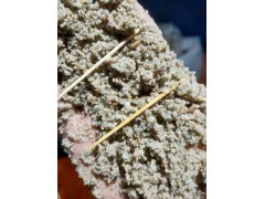 广东徐闻海沙图1